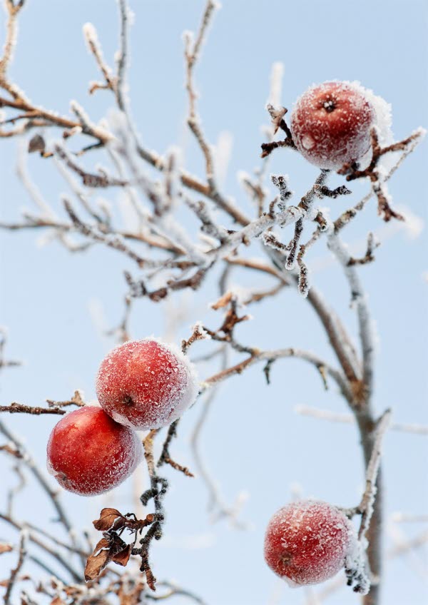 Äpplen täckta av frost. Foto: HK Andersson