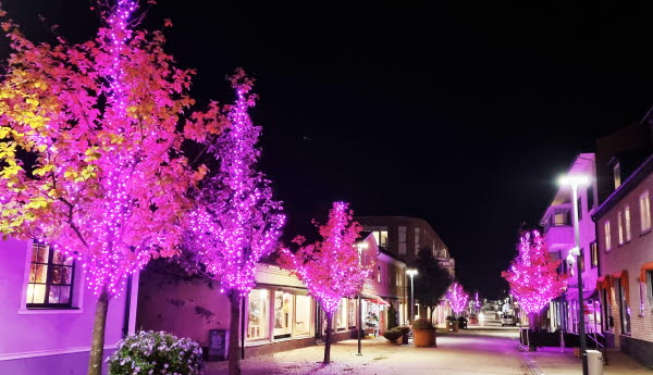 Träden på Storgatan lyser rosa. Foto.